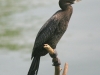 little-cormorant-pong-dam-wetland