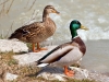 mallard-bird-pong-dam