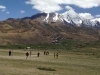 Cricket at Pin Monastery