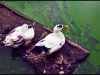 Bird View at Rewalsar Lake