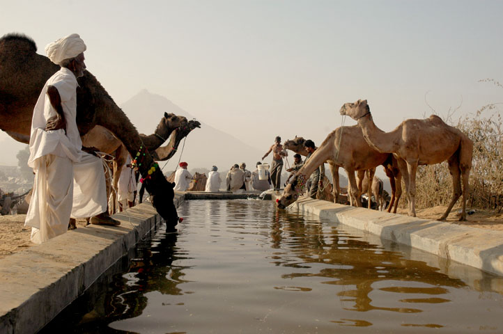 Camels at a watering point at Pushkar Camel Fair.