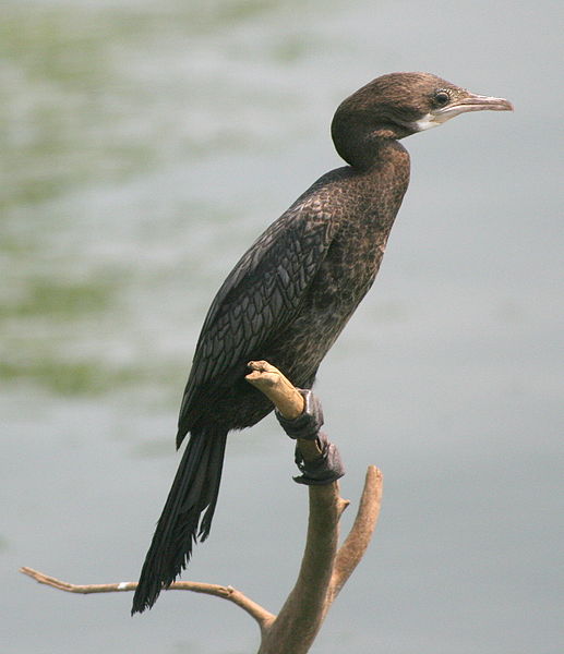 Little Cormorant Pong Dam Wetland