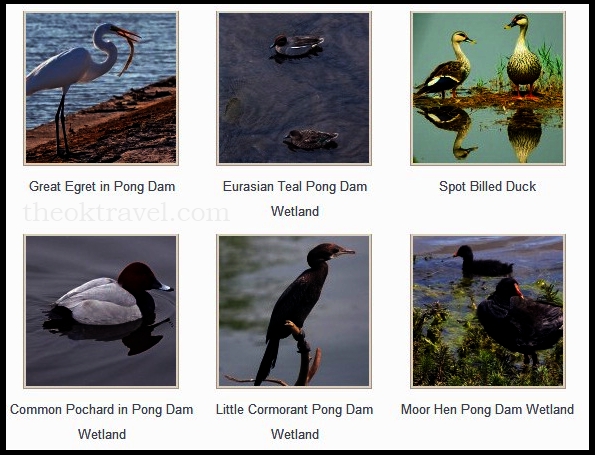 Pong Dam Birds Types
