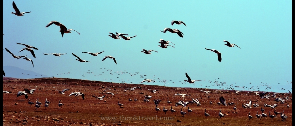 Pong Dam Migratory Birds Ramsar Wetland