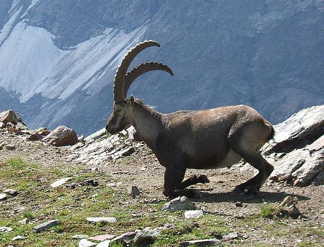 Himalayan Ibex, Kinnaur Sanctuary