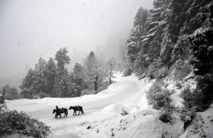 More snow in Himachal Pradesh