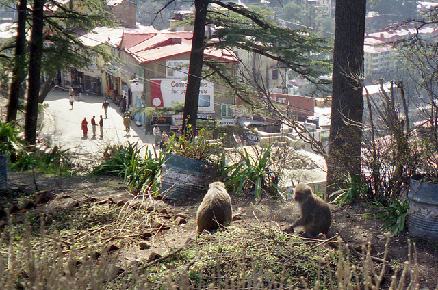 Overlooking The Mall in Shimla - Monkeys | Photo By - Ryan Ready