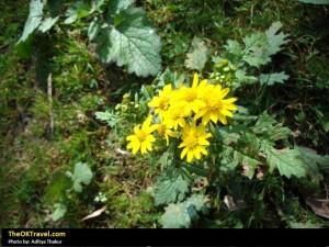 Wild Flowers - Hatu Trek (Himachal Pradesh)