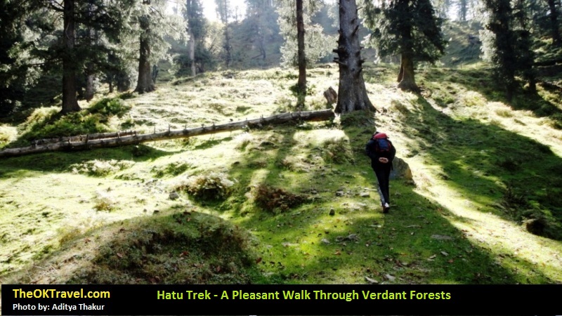 Hatu Trek - A Pleasant Walk through Verdant Forest