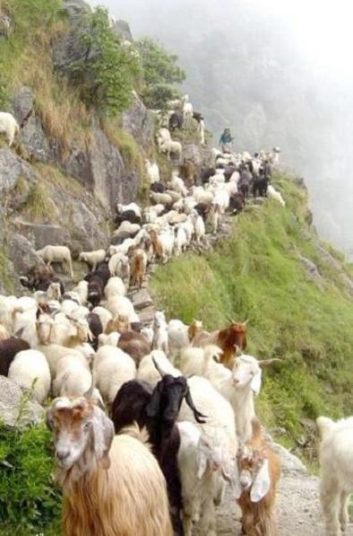 Shepherds grazing animals up a winding track 