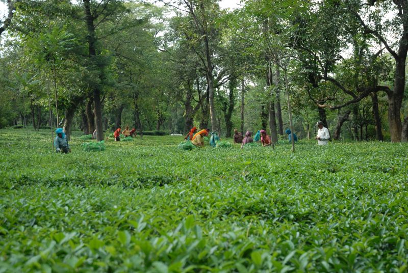 49.Women picking up the tea leaves in Tea Garden Palampur