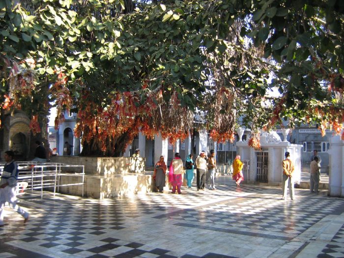 Temple tree Brijeshwari Devi temple Kangra