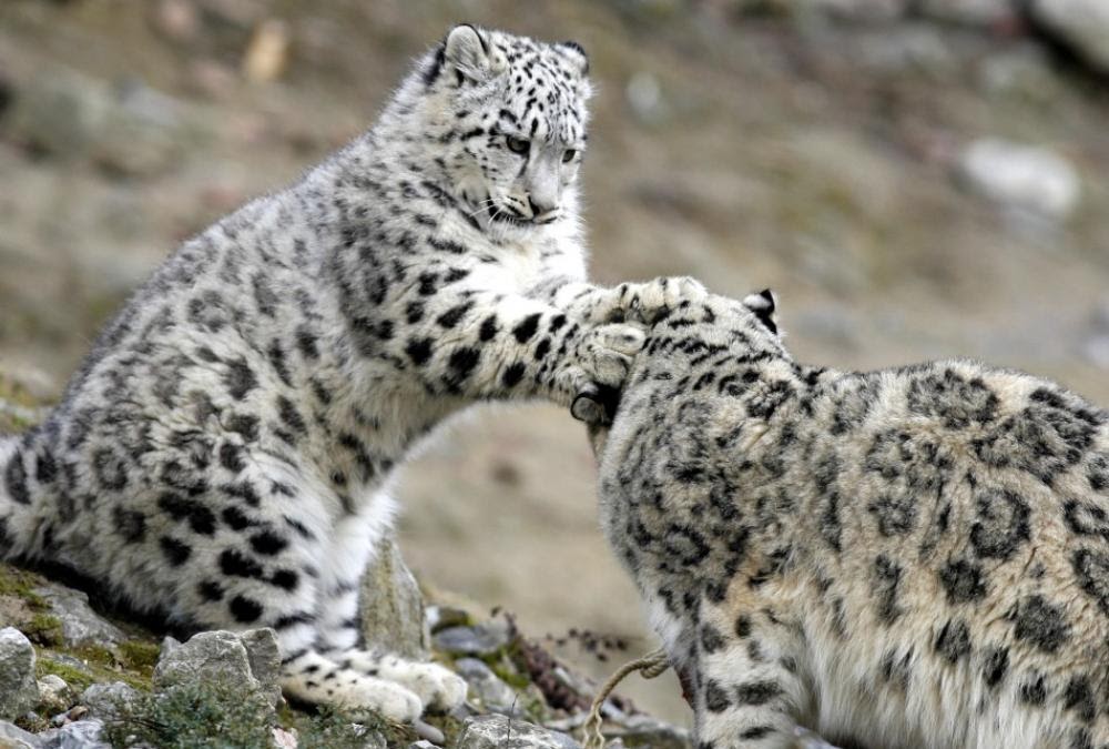 Trap Camera's To Study Snow-Leopards In Himachal Pradesh | The OK Travel